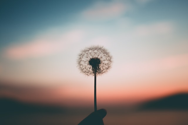 Image of flower with sky backdrop